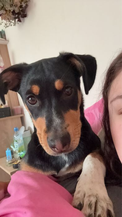 suczka do adopcji