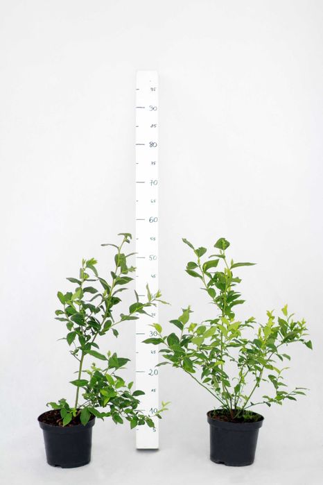 Sadzonki borówki amerykańskiej C1,5 | DRAPER CALYPSO | certyfikat CAC