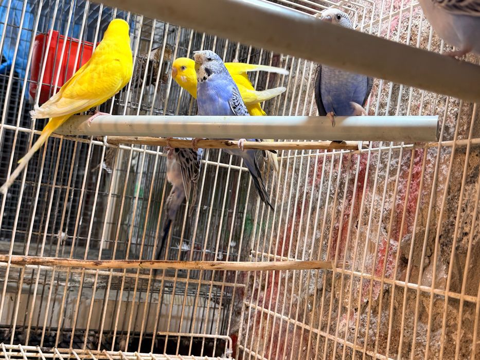 Aves novos 2026