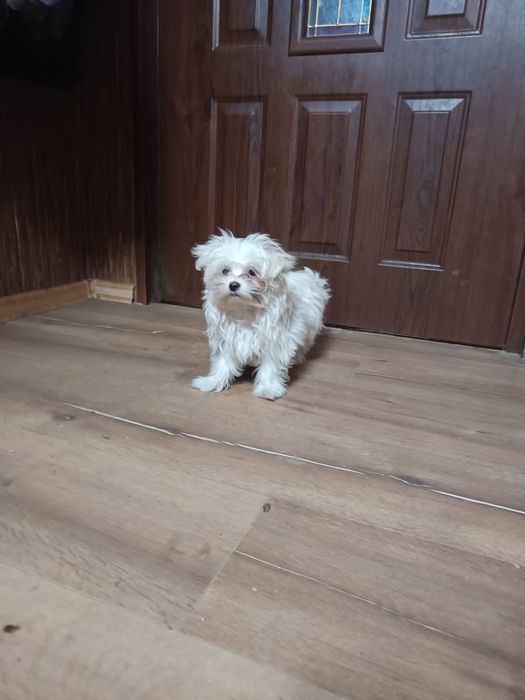 Maltańczyk Szczeniak