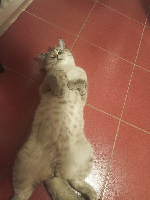 Британський кіт шукає дівчинку