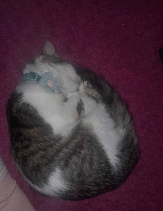 Котик, 8 місяців