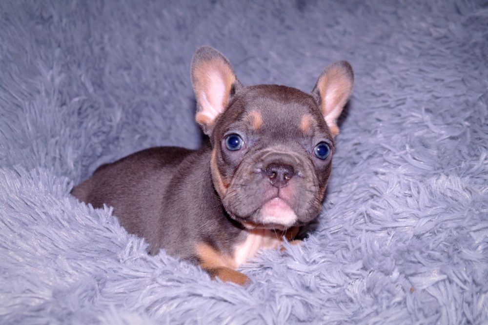 Шикарная девочка