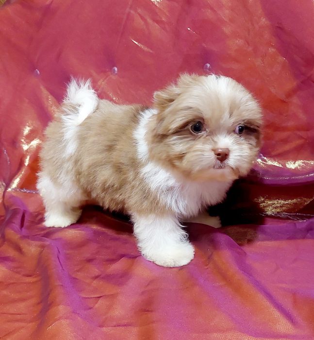 Мальчик бивер йорк ,будет до 2 х кг