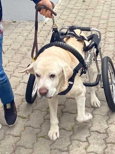 Cadeira de Rodas para cão grande