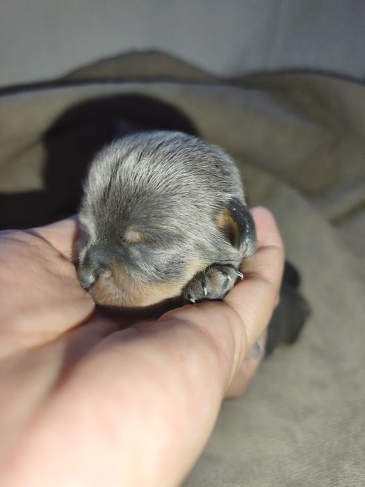 Chihuahua Blue and Tan Macho