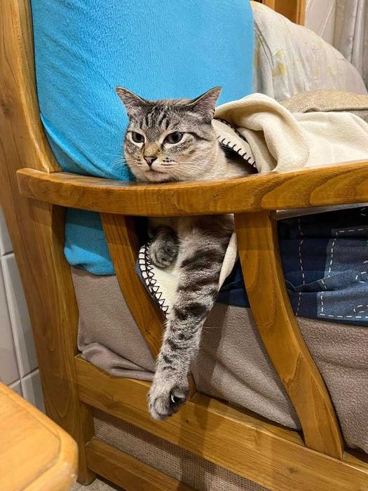 CASTRADO | Gato com as vacinas em dia disponível para adoção responsável