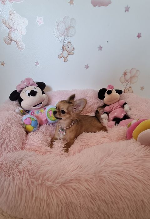 Chi Fêmea mini  pêlo longo c tds as vacinas  Pedigree e afixo