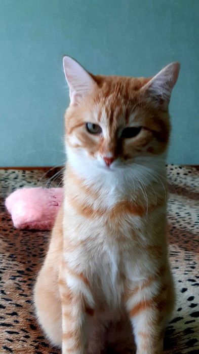 Отдам в хорошие руки кошечку Ханни