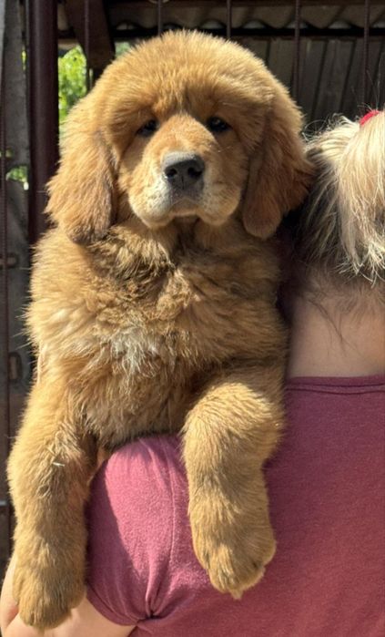 Тибетський мастиф