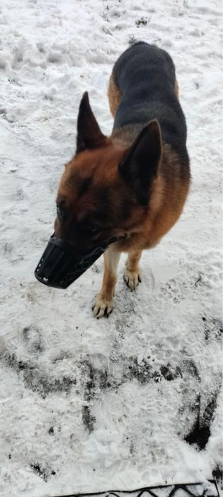 Owczarek Niemiecki znaleziony w Przyborowie -Gmina Wińsko .