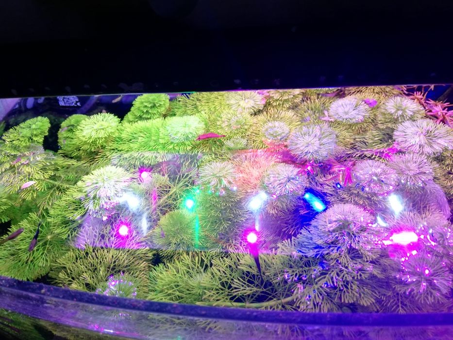 Roślinka roślinki kabomba