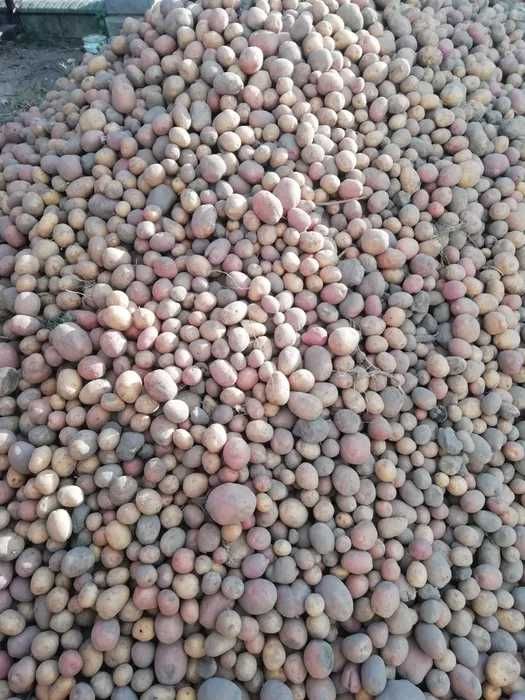 Продається дрібна картопля!!! 3 грн/кг