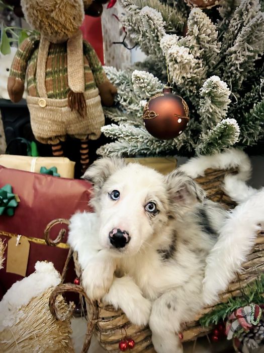 Excelente Menina border collie blue merle olhos azuis