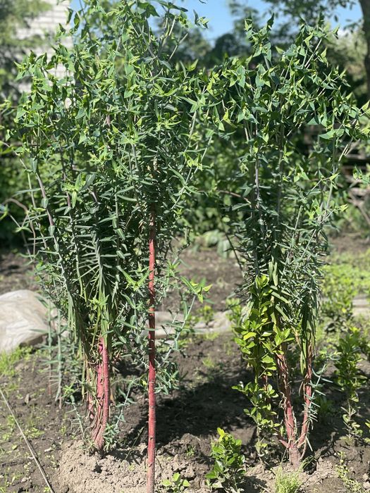 Від кротів рослина Euphorbia