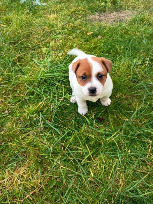 Jack Russell terrier Szczeniak