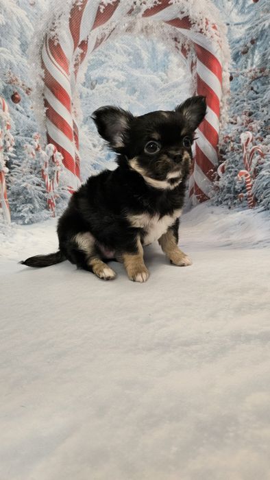 *** Chihuahua  chłopczyk***ZKwP/FCI***