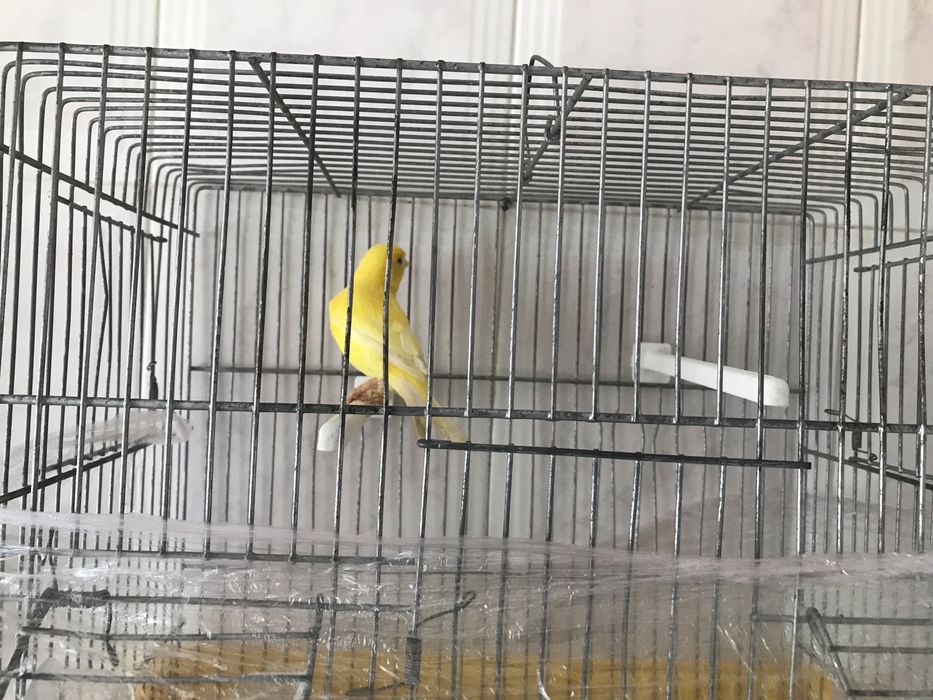 Canarios  para venda