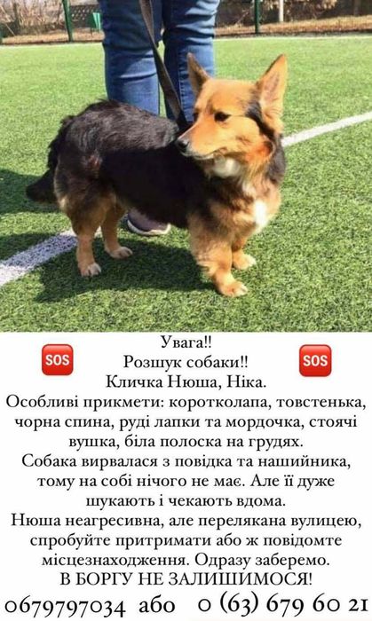 Загубилася ,допоможіть знайти