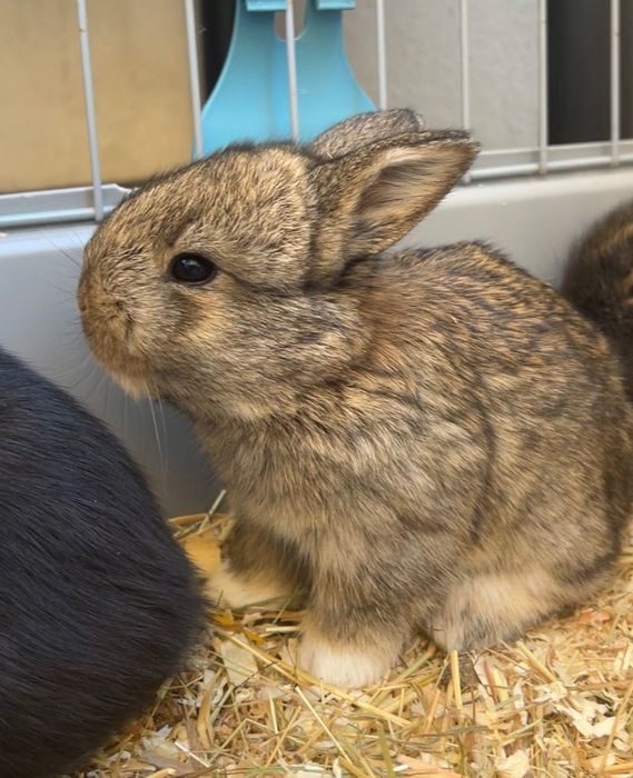 Coelhinho - Mix Mini Lop + Lionhead.