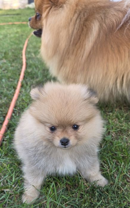 Шпіцульки шукають най най маму