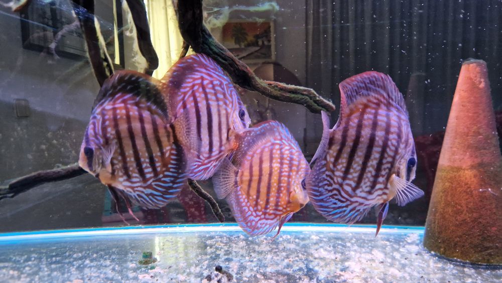 Discus adultos 4 disponíveis valor unitário