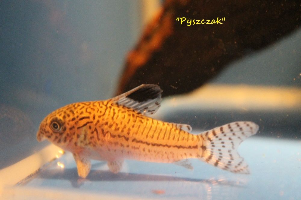 Kirys  Julii  od 'P"