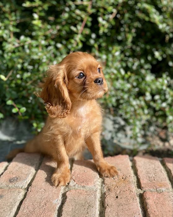 Cavalier king charles spaniel samiec
