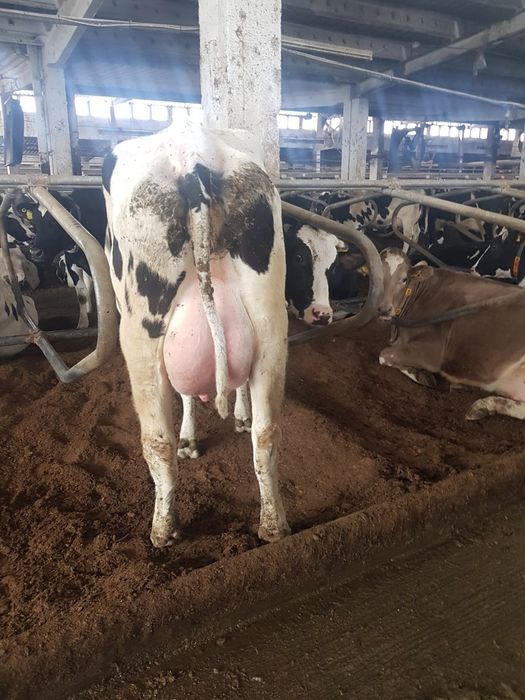 Krowy, pierwiastki ,jałówki ,hf