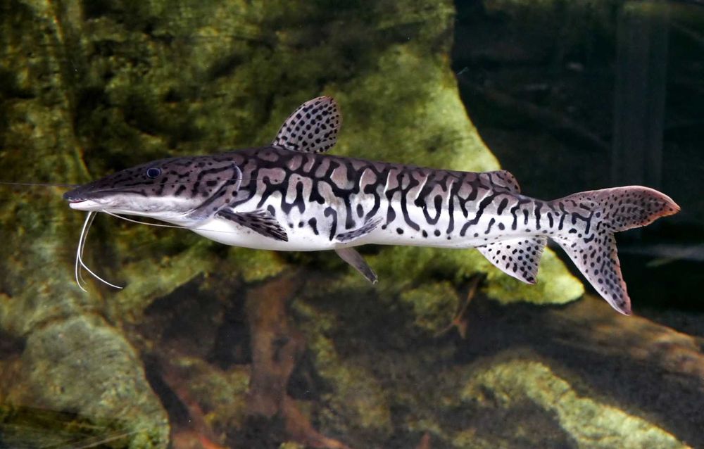 Sum płaskopyski - Pseudoplatystoma fasciatum - dowóz, wysyłka
