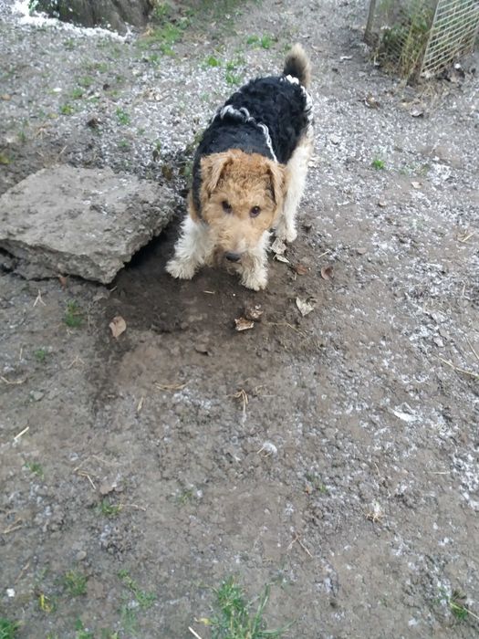 фокстерьер "жестокий" вязка кобель