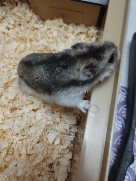 Oddam Chomiki dżungarskie-gryzonie