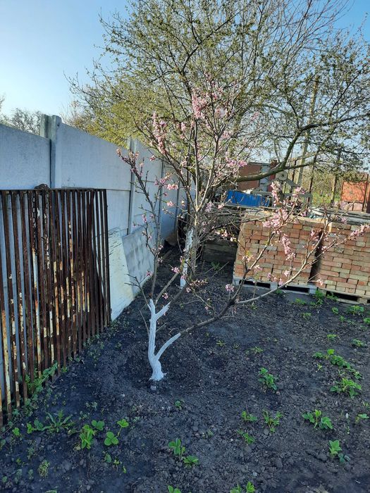 Продам  дачу. Заміський  будинок