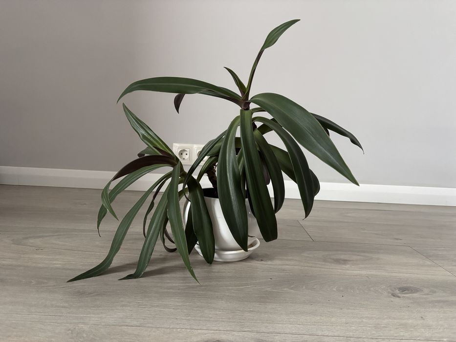 Традесканція Рео