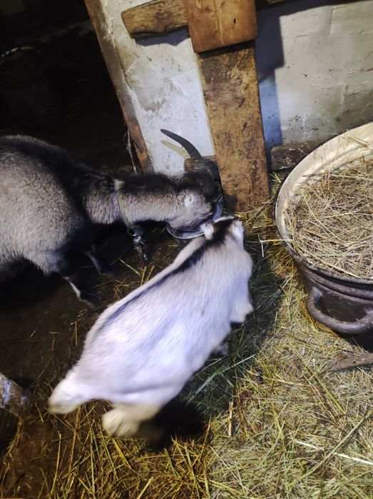 Продам козу ,первістку,ламанч