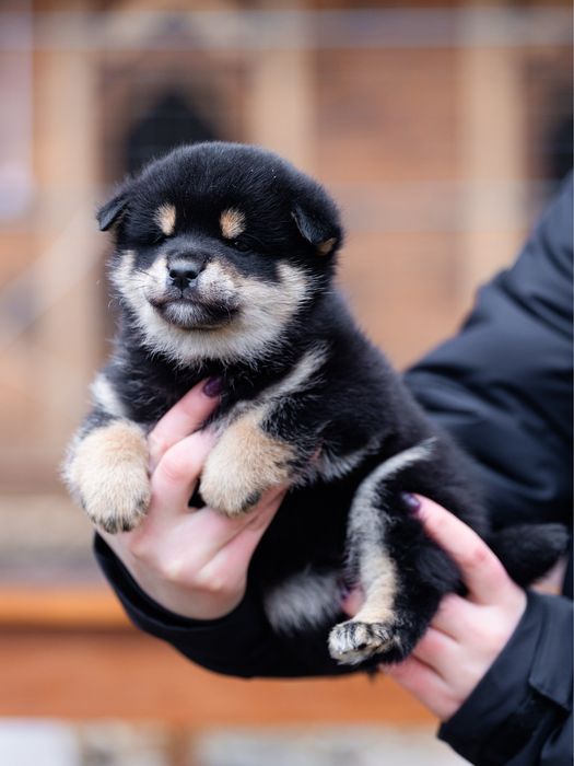 Шиба іну , сіба , shiba , чорнопідпалого забарвлення