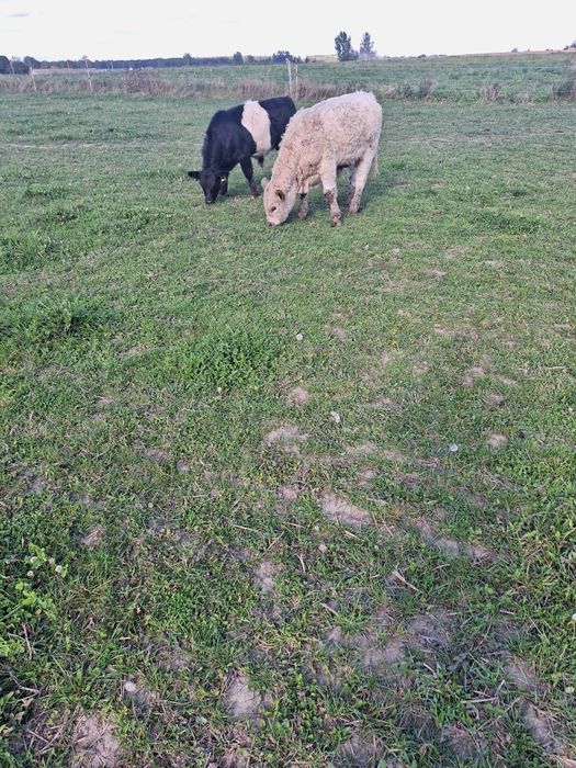 Sprzedam odsaki Galowey.