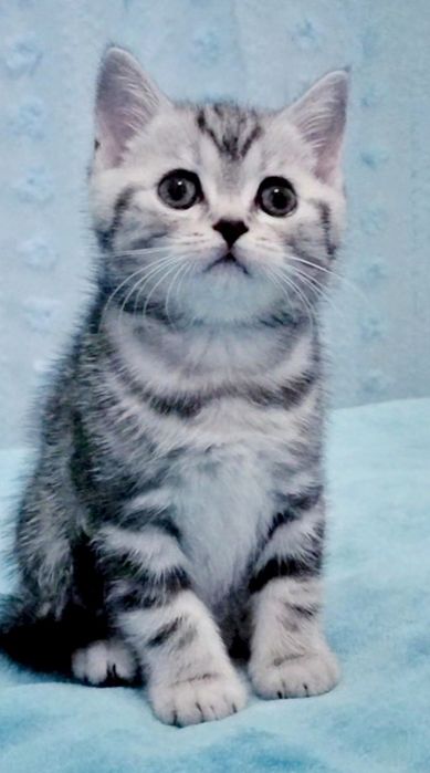 Fêmea tabby silver