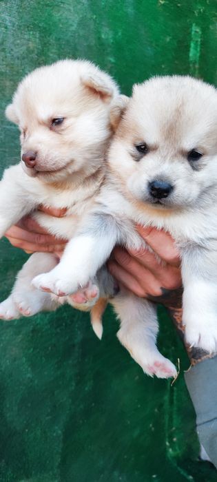 Акіта. Продам. Обираємо