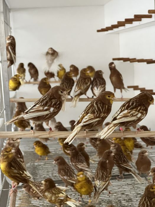 Canários Phaeo Branco ou Amarelo