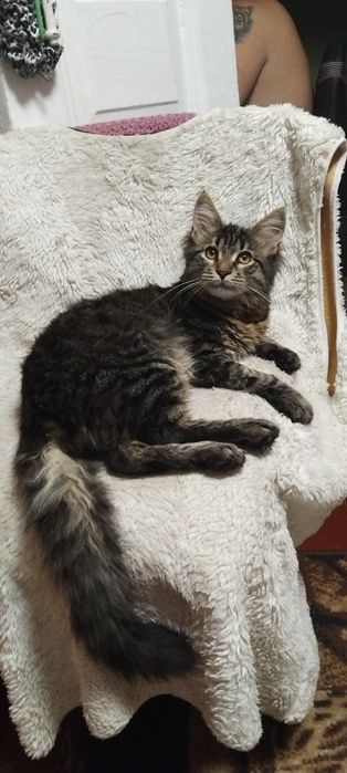 Метис котенок продам.Харьков