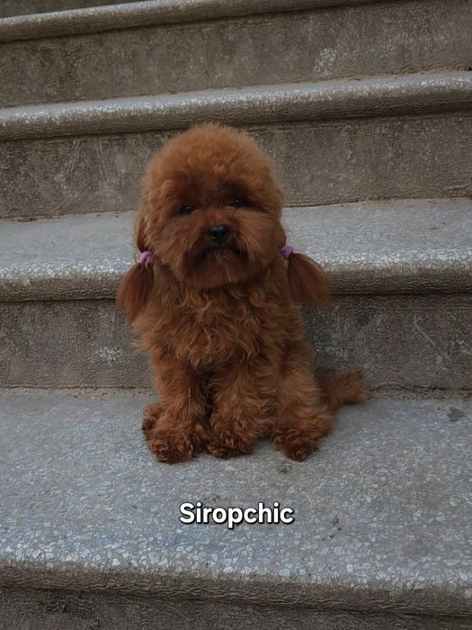 Тикап пудель ред браун