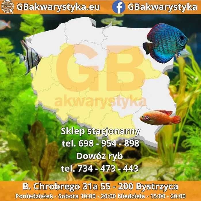 GB Monodactylus - dowóz ryb!