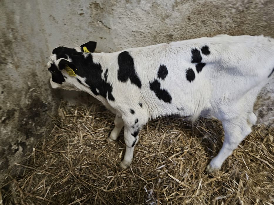 Sprzedam 3 cielaki byczki