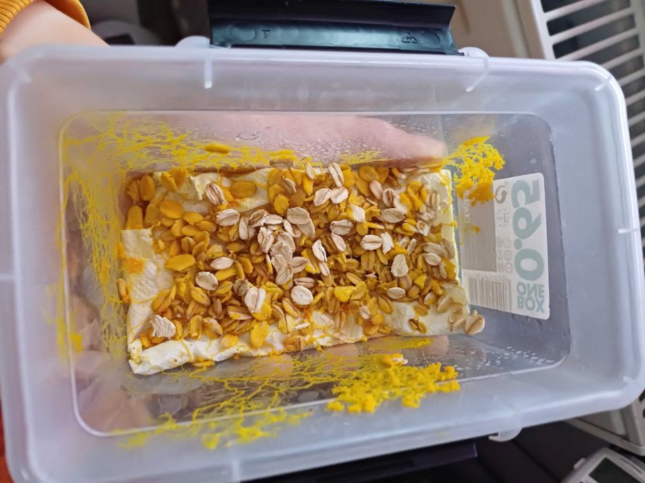 Physarum polycephalum, Badhamia polycephala - śluzowiec Day Walker