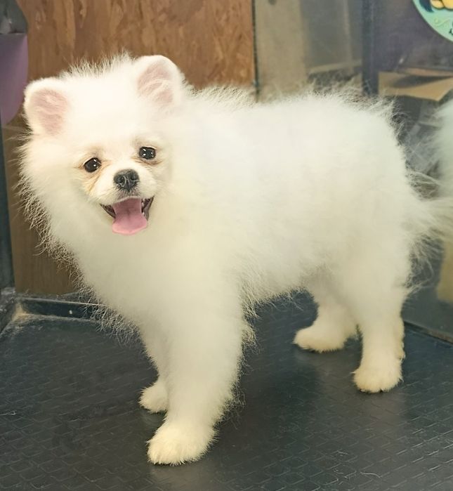 Хлопчик красунчик померанський шпіц