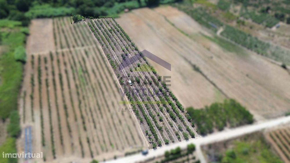 Rustic Land Plot of 7,280 m² – Carvalhal, Bombarral
