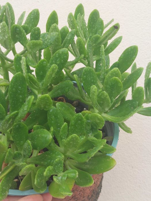 Planta Suculenta