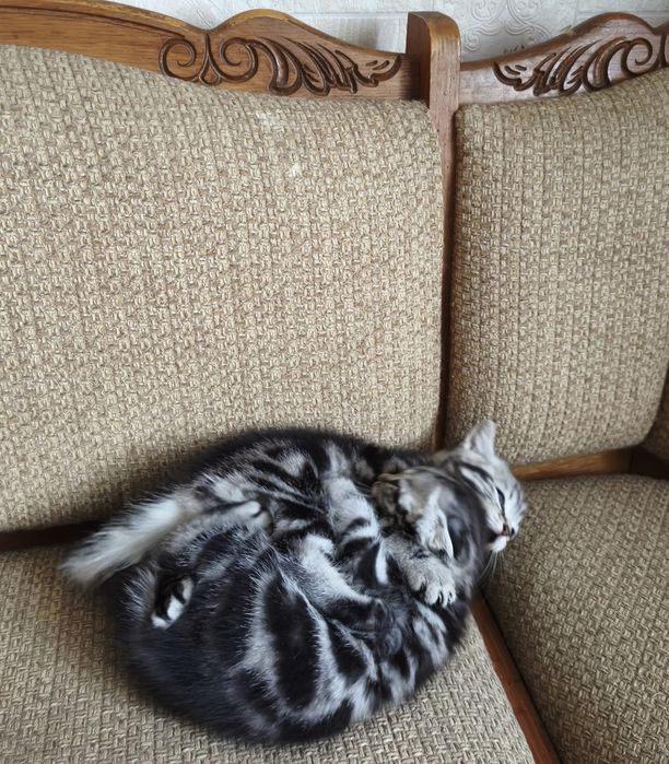 Шотландский мальчик