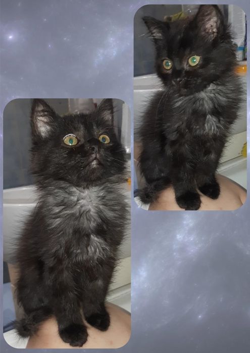 Тварини безкоштлвно